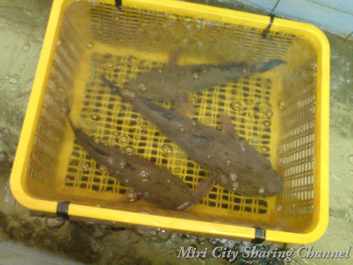 Betutu Fish