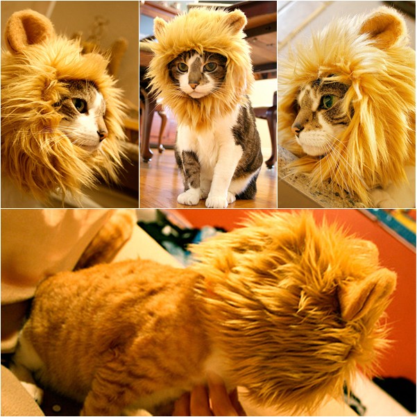 Lion Style Hat for Your Cats