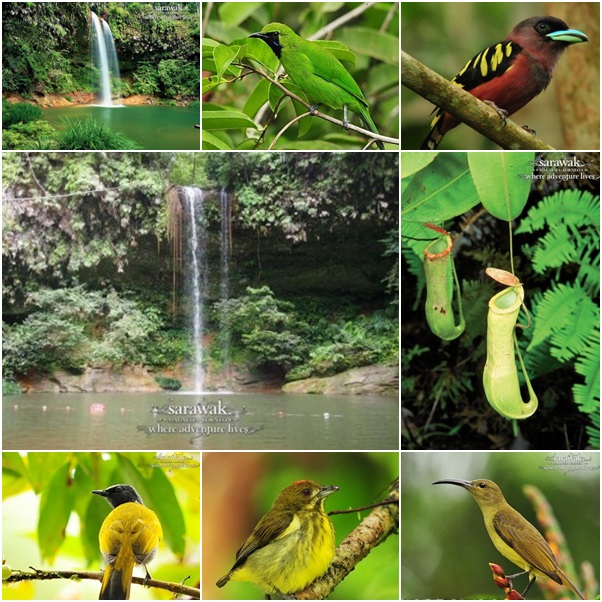 Lambir Hills National Park Miri