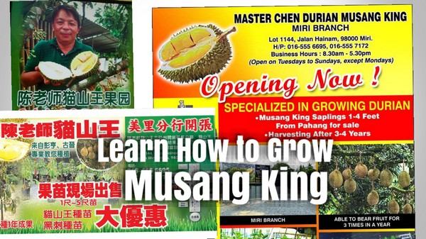 Musang king price per kg 2021