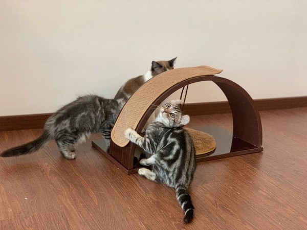 New Cakes now at The Cat Cafe and Studio Miri Miri City New Cakes now at The Cat Cafe and Studio Miri Miri City