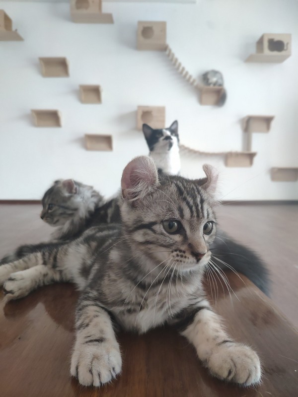 The Cat Cafe now in Miri City! – Miri City Sharing