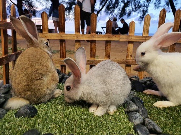 T&D Cafe at Coco Cabana Miri with Cute Bunnies – Miri City 