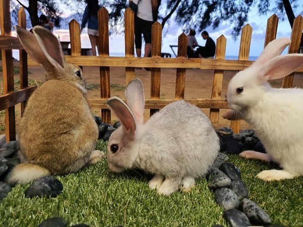 T&D Cafe at Coco Cabana Miri with Cute Bunnies – Miri City T&D Cafe at Coco Cabana Miri with Cute Bunnies – Miri City