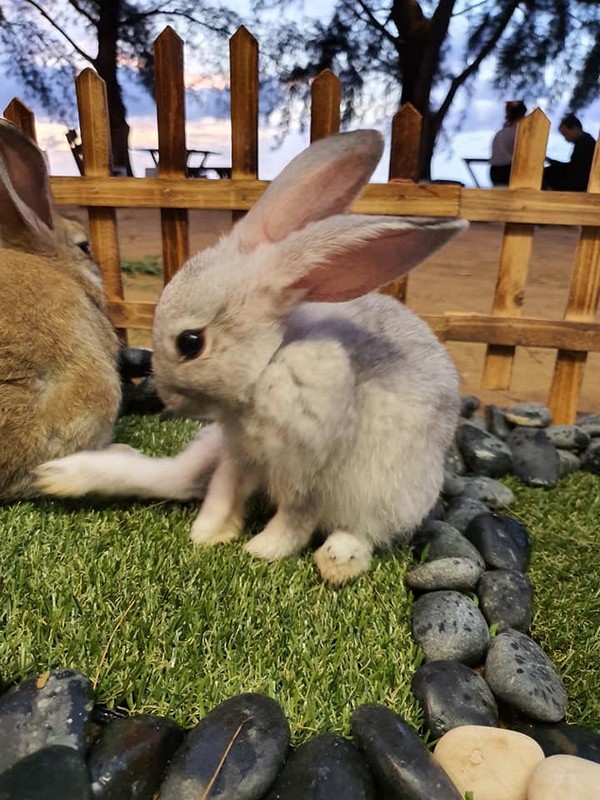 T&D Cafe at Coco Cabana Miri with Cute Bunnies – Miri City 