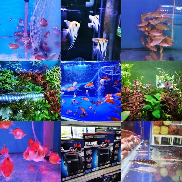 Miri Aquarium Fish Shop – Beautiful Fishes World in Miri City - Miri