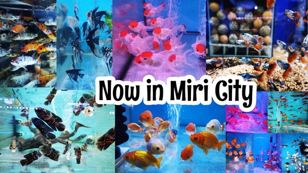 Miri Aquarium Fish Shop – Beautiful Fishes World in Miri City - Miri