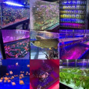 MC Aquatic in Miri City – For Fish Lovers - Miri City Sharing